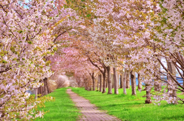 桜 桜