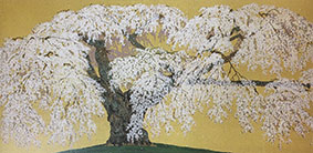 神田の大糸桜（2） 5-10 2000
