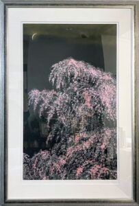千住博の夜桜月下（版画）の作品写真